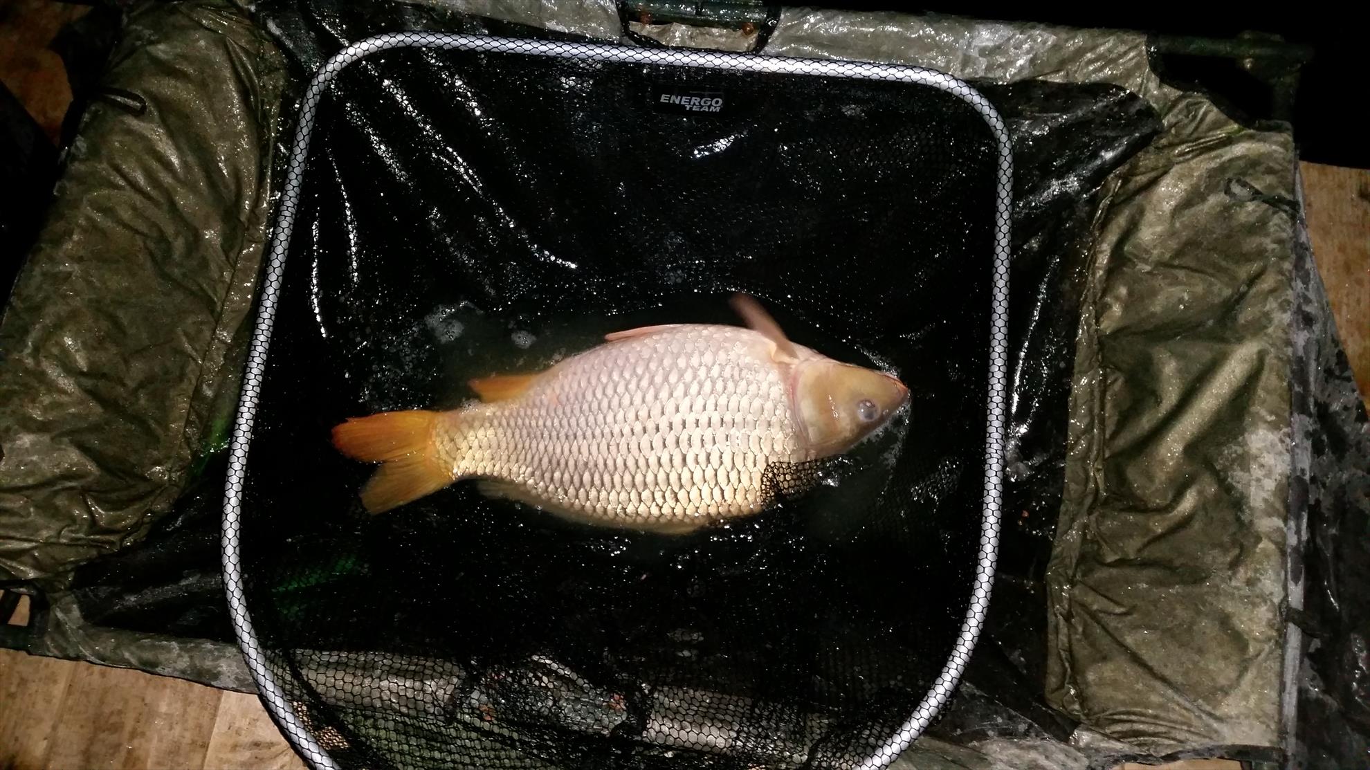 Moara Vlasiei 2 16 - 18 martie 2016 - 20160317020523.jpg